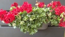 ‘Rainwinner Easy’ decoratieplug